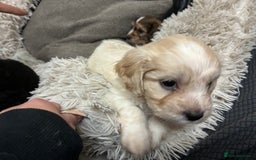 Mixed Breed dogs for sale: Adorable Cockerchons Fluffy, Low-Shed Wonders! - Image 24