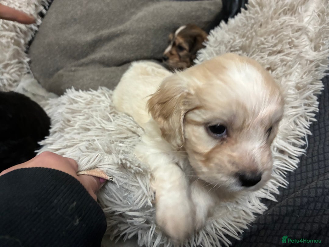 Mixed Breed dogs for sale: Adorable Cockerchons Fluffy, Low-Shed Wonders! - Image 24