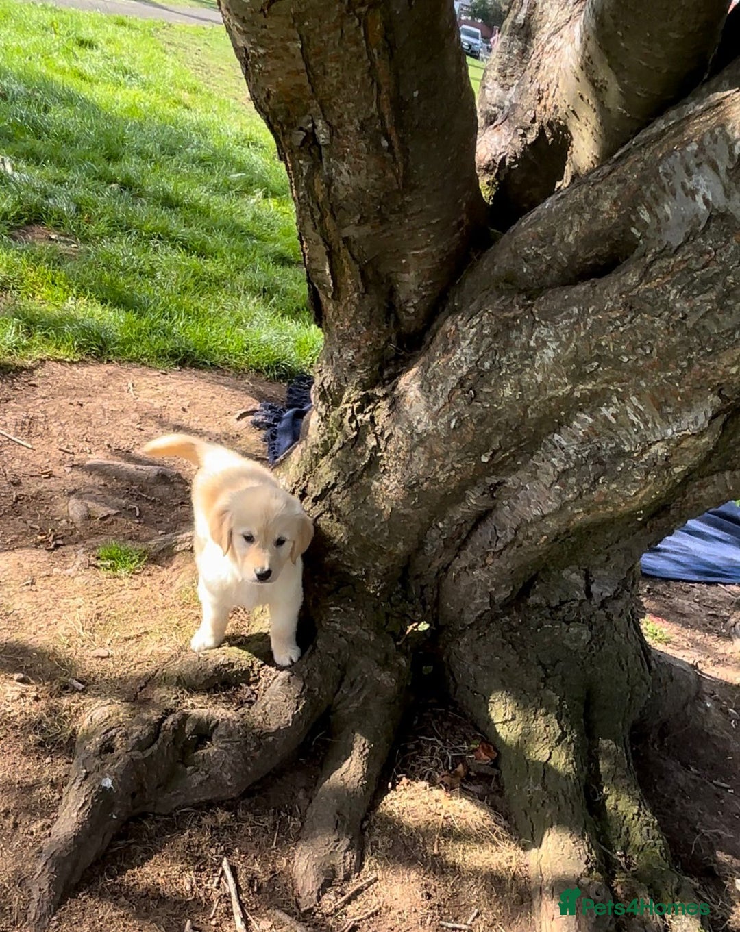 Golden Retriever dogs for sale: Golden retriever puppy's for sale  - Image 7