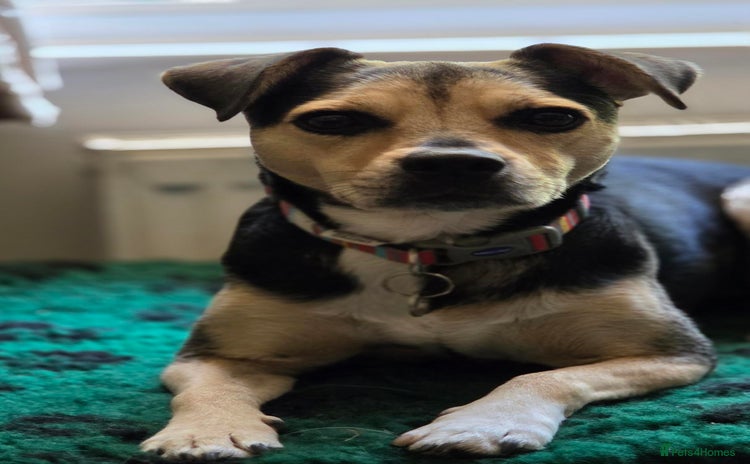 Mixed Breed dogs - Advert 1