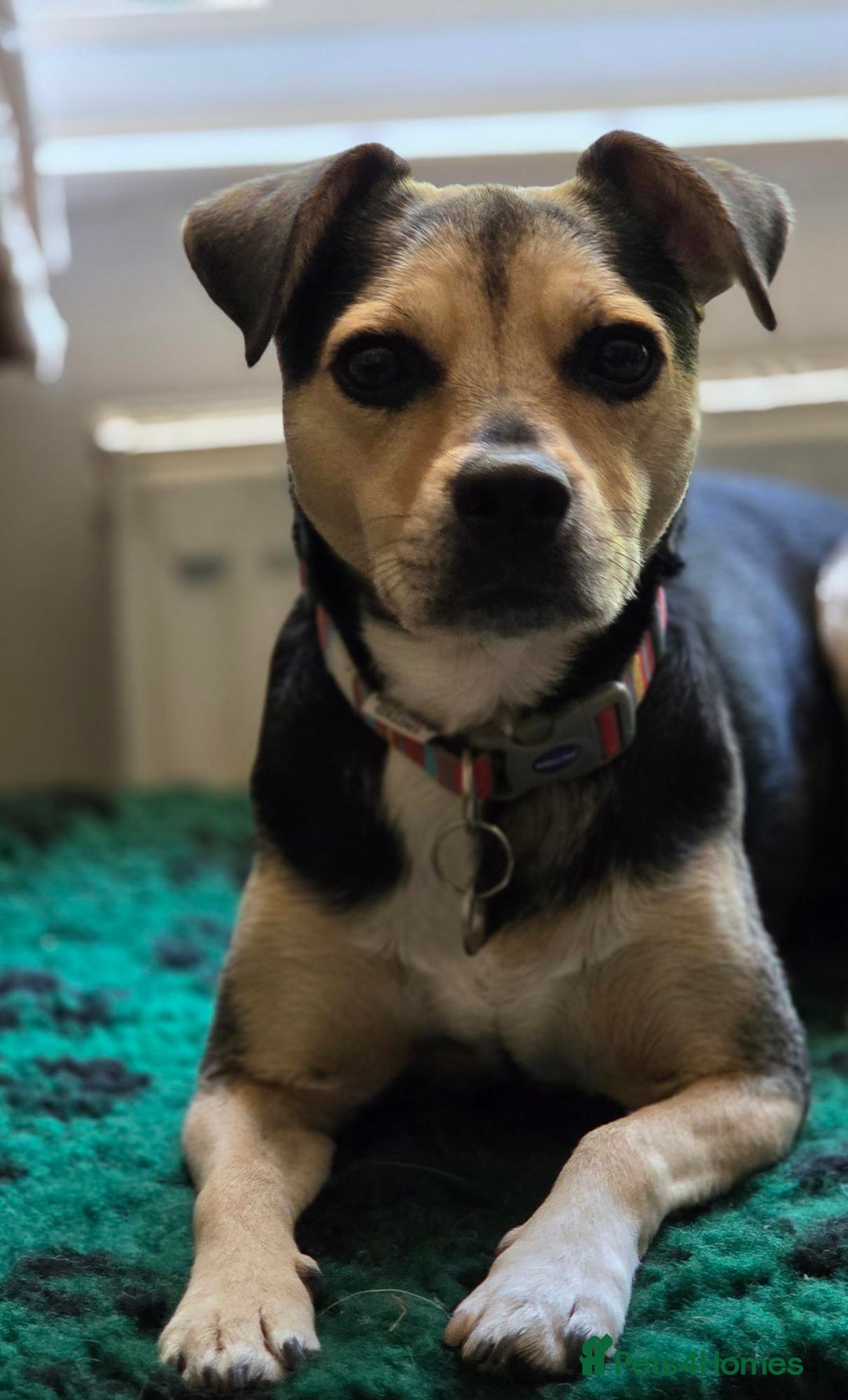 Mixed Breed dogs for adoption: Lolly looking for her forever home - Image 1
