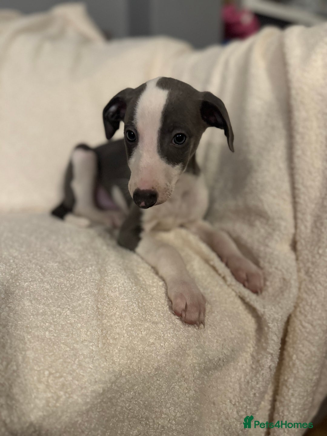 Whippet dogs for sale: Beautiful Whippet Boy 💙 - Image 4