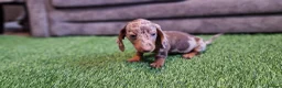 Miniature Dachshund dogs for sale: MINIATURE DACHSHUNDS PUPPIES  - Advert 8