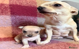 Chihuahua dogs for sale: Beautiful Chihuahua Boys - Image 6