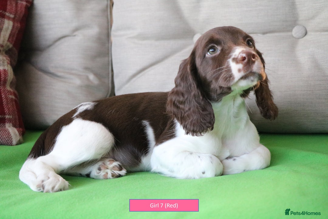 English Springer Spaniel dogs for sale: Health Tested English Springer Spaniel Puppies - Advert 3