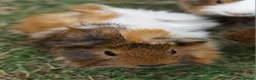 Guinea Pig rodents for sale: Beautiful funky guinea pigs - Advert 6