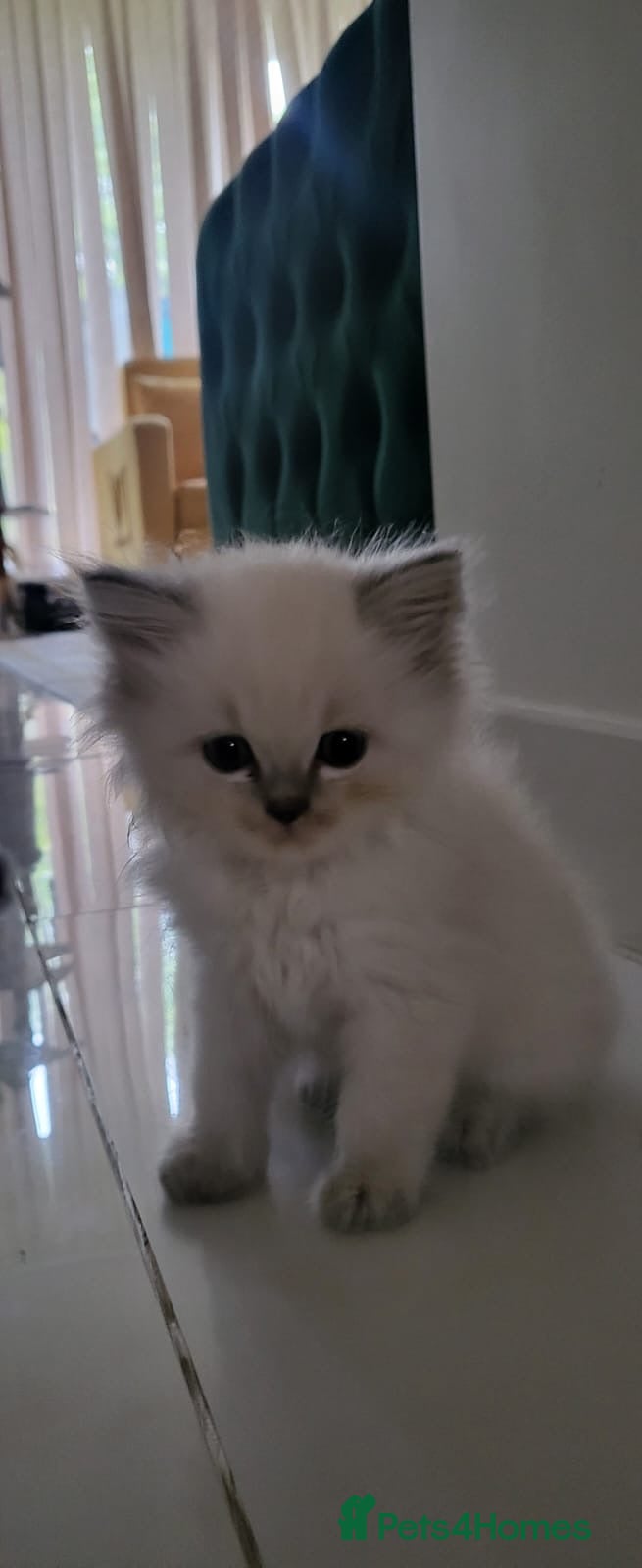 Ragdoll cats 4  wonderful ragdoll kitten looking for happy Homy - Advert 1