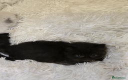 Persian cats for sale: Stunning Persians  - Image 12