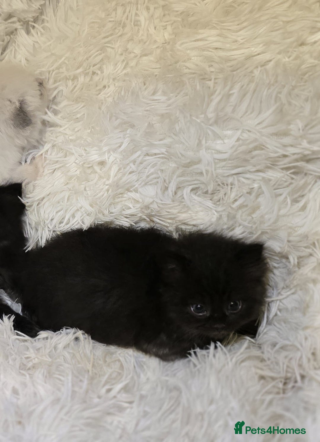 Persian cats for sale: Stunning Persians  - Image 12