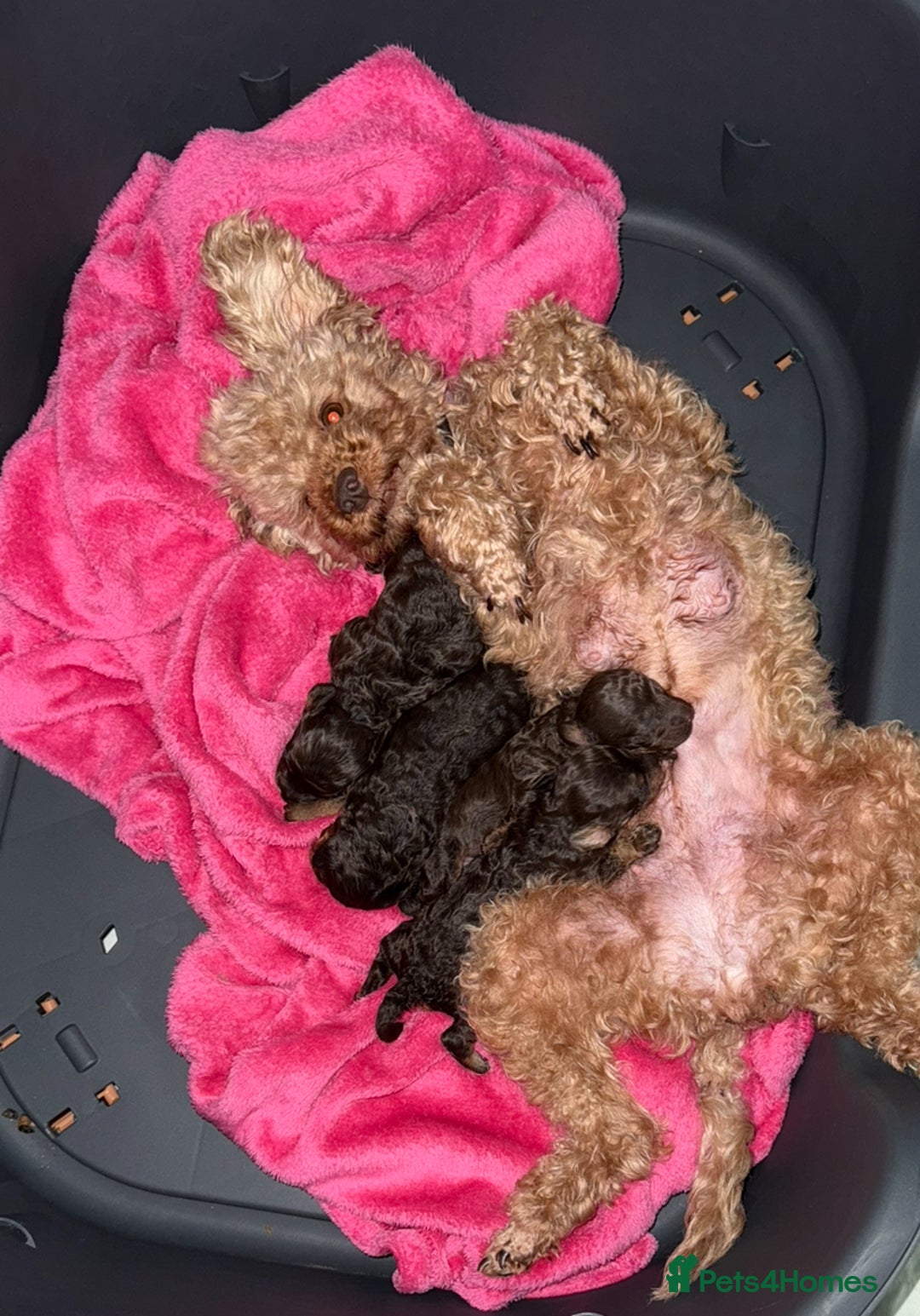 Toy Poodle dogs for sale: Brown phantom Kc toy poodles - Advert 2