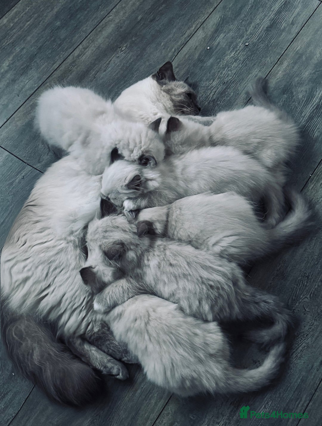 Ragdoll cats for sale: Stunning quality Ragdoll kittens - must see!!! - Image 6