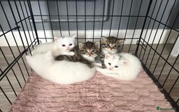 Siberian cats for sale: Five fluffy kittens  - Image 1