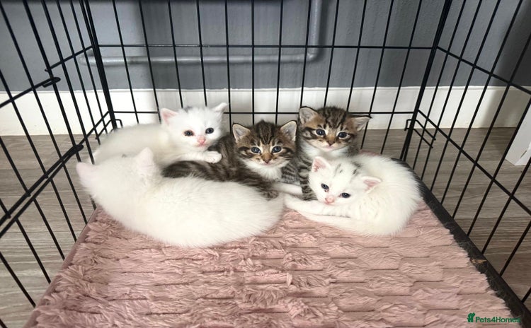 Siberian cats - Advert 2