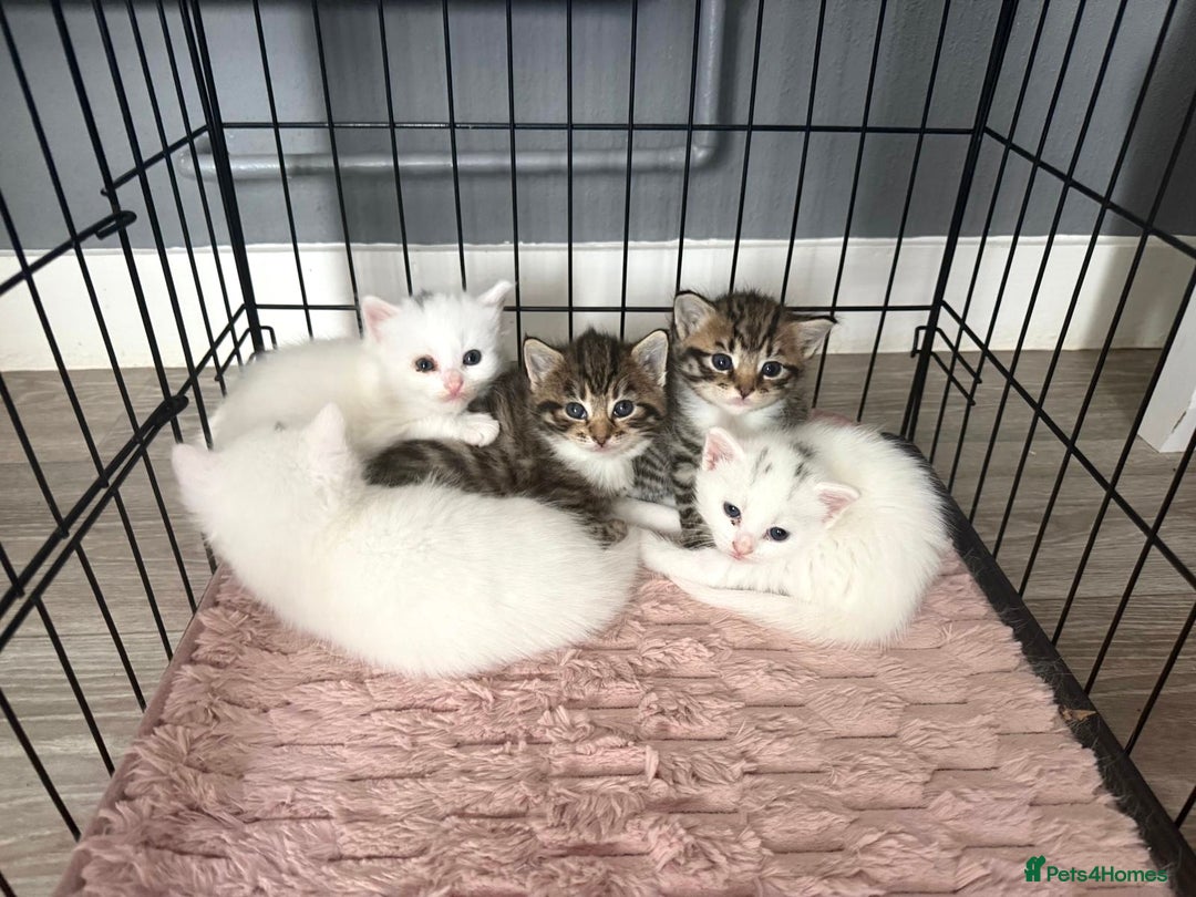 Siberian cats for sale: Five fluffy kittens  - Image 1