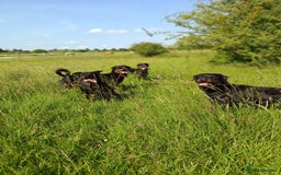 Rottweiler dogs for stud: KC Proven 5* stud in Coventry - Image 10