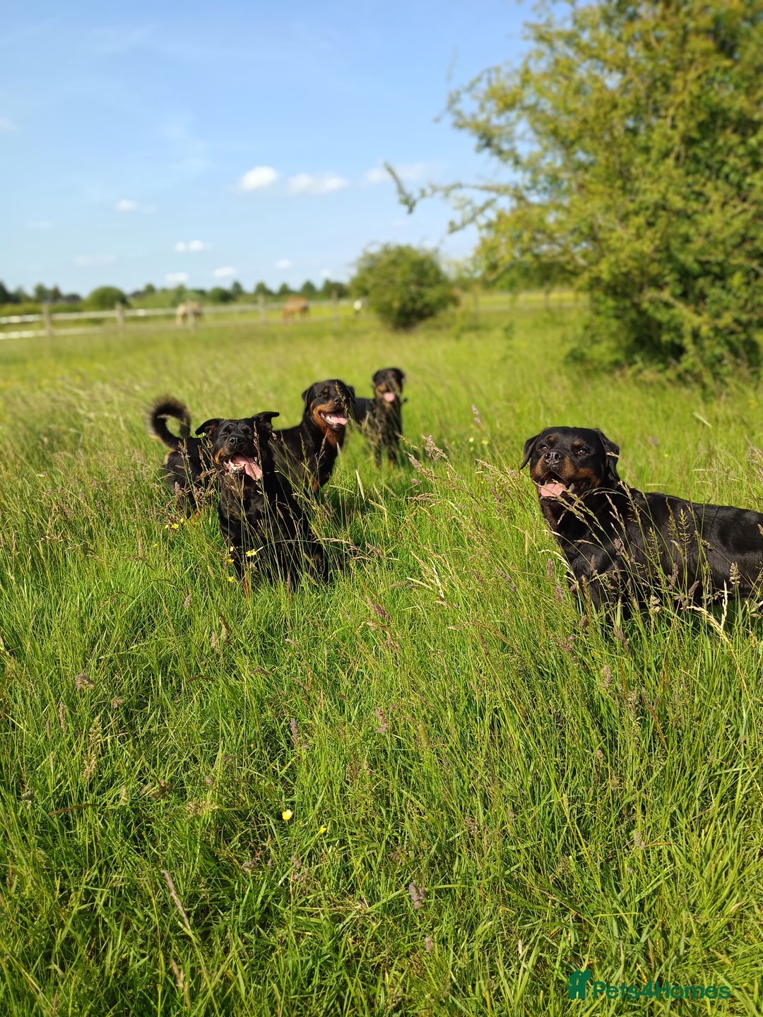 Rottweiler dogs for stud: KC Proven 5* stud in Coventry - Image 10