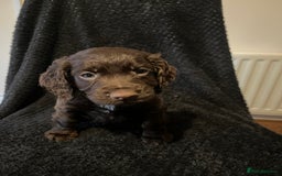 Cocker Spaniel dogs for sale: Outstanding littler of working cocker spaniels - Image 4