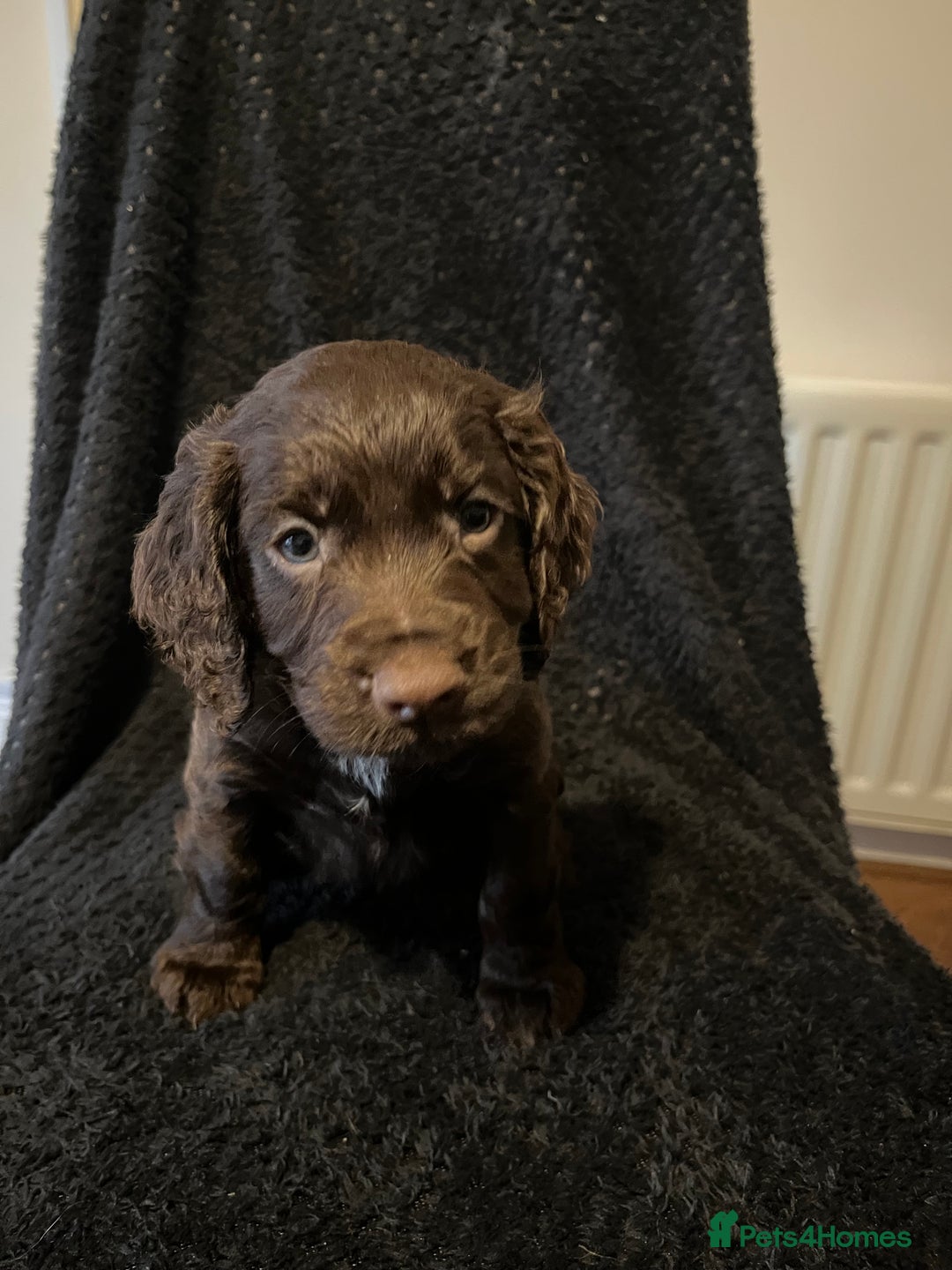 Cocker Spaniel dogs for sale: Outstanding littler of working cocker spaniels - Image 4