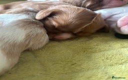 Cavalier King Charles Spaniel dogs for sale: Pugalier Pups ready for their new home!  - Image 27