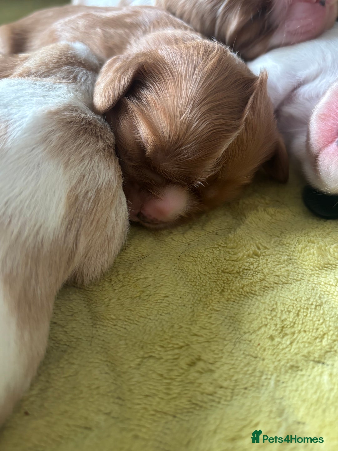 Cavalier King Charles Spaniel dogs for sale: Pugalier Pups ready for their new home!  - Image 27