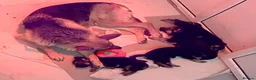 German Shepherd dogs for sale: Big beautiful German Shepherd Puppies  - Advert 16