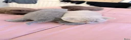 British Shorthair cats for sale: Fully british short hair kittens  - Advert 5