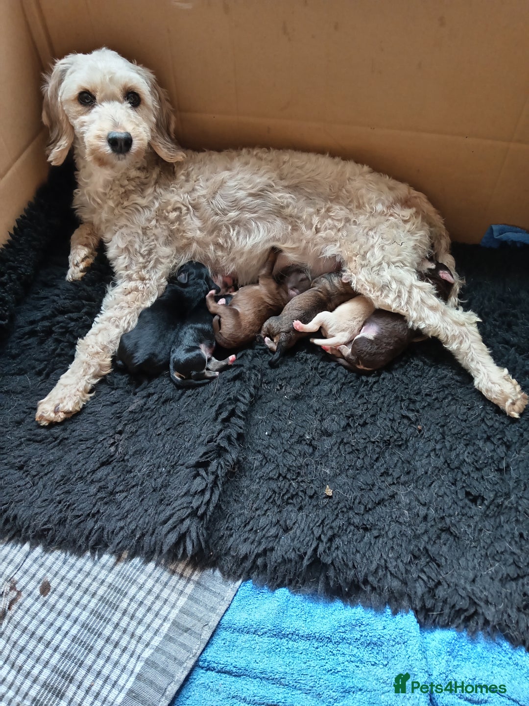 Mixed Breed dogs for sale: 3 Cockapoo x Jack Russell DNA clr Mum - Advert 23