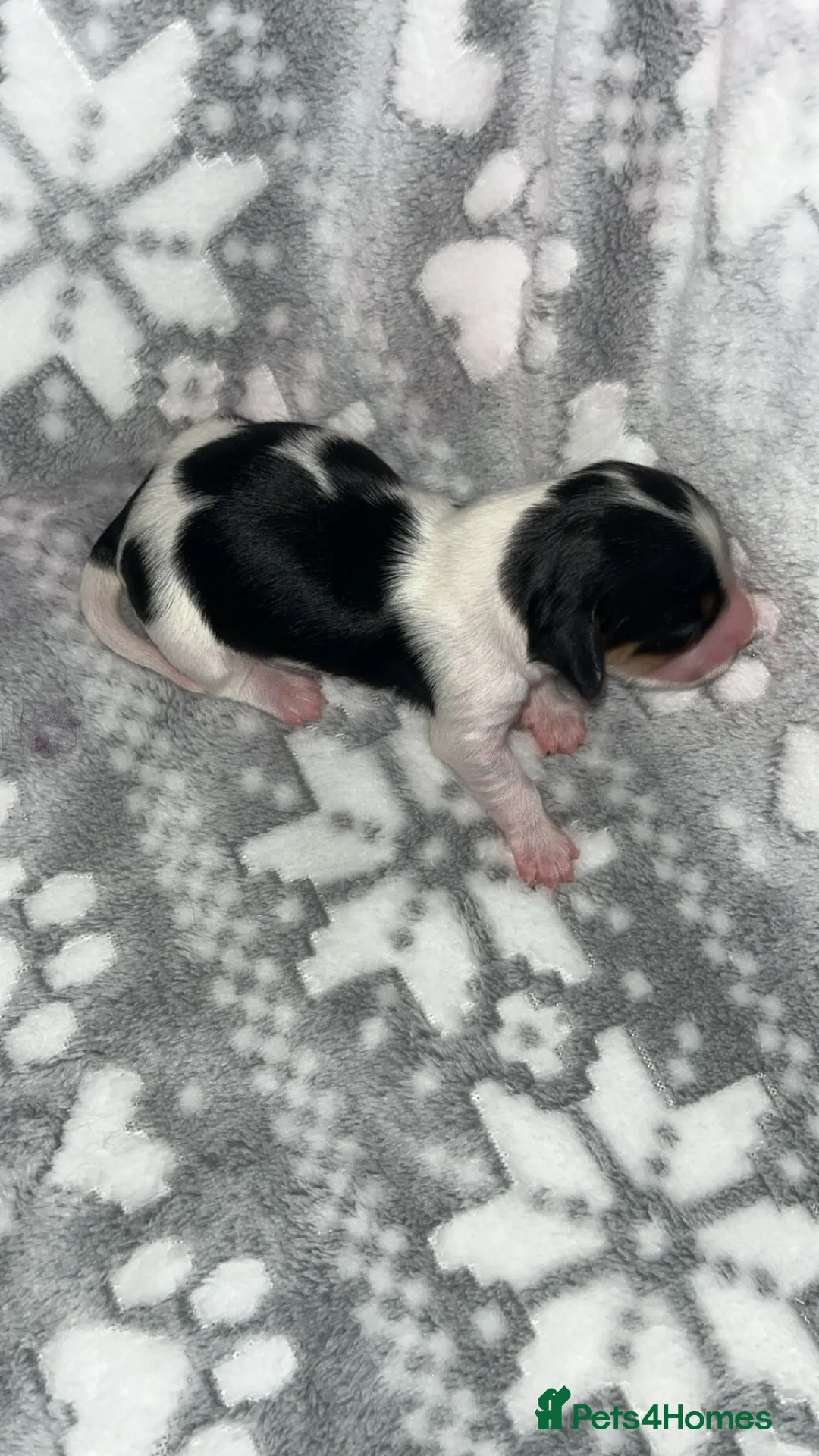 Miniature Dachshund dogs for sale: KC Reg Long-Haired Miniature Dachshund Puppies  - Advert 30