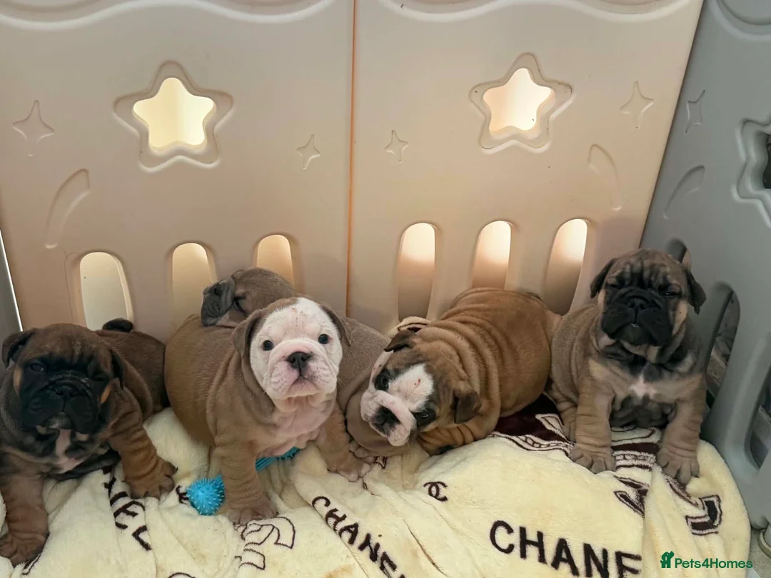 English Bulldog dogs for sale: Quality English bulldogs - Advert 1