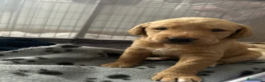 Labradoodle Puppy 3