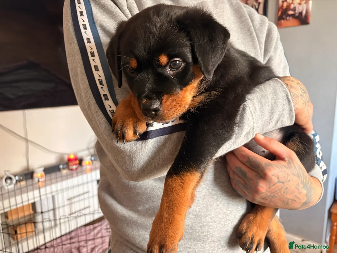 Rottweiler dogs for sale: Beautiful female Rottweiler pup - Advert 2