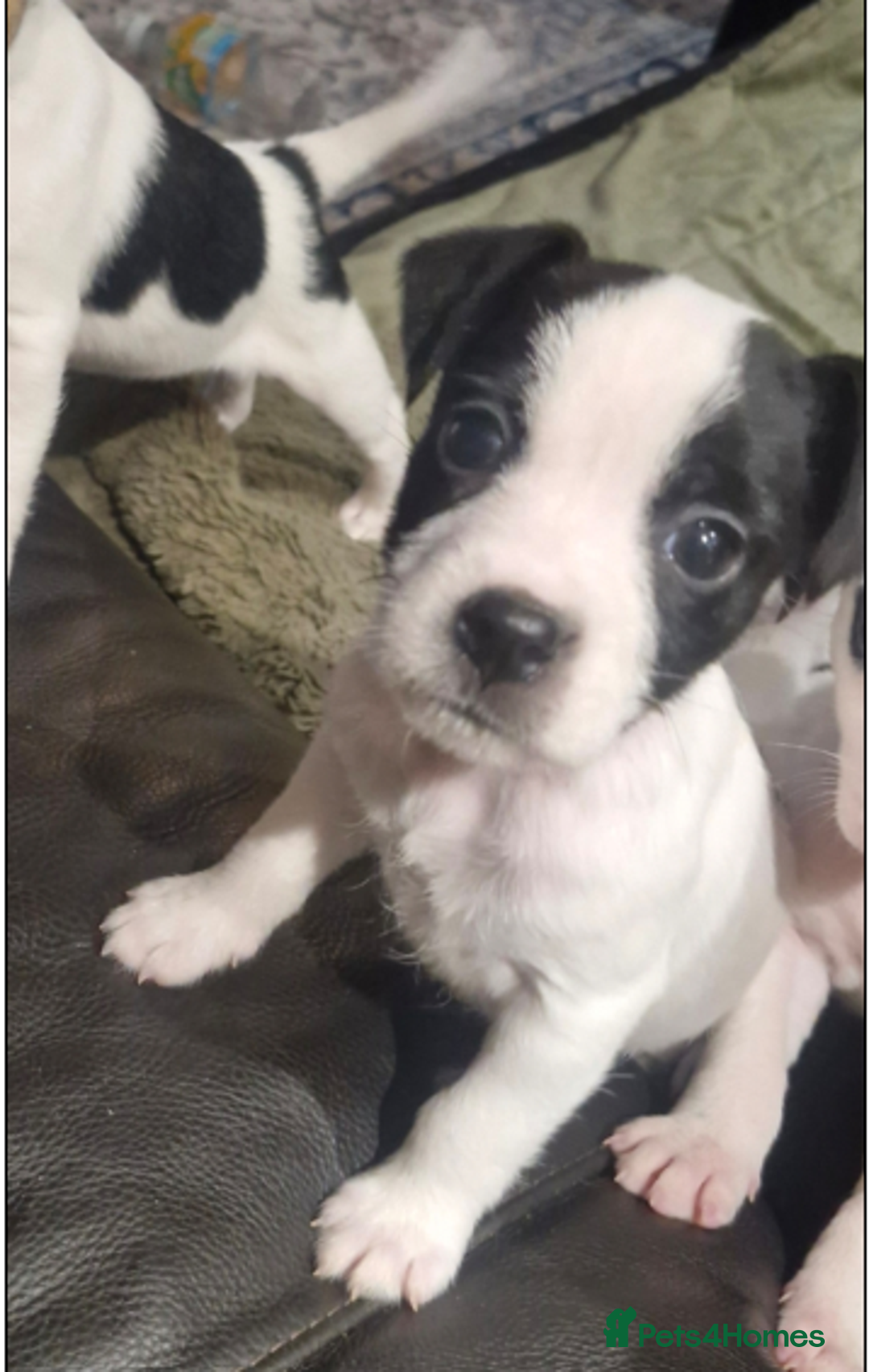 Jack Russell dogs for sale: 2 Adorable Jack Russell puppies  - Advert 9