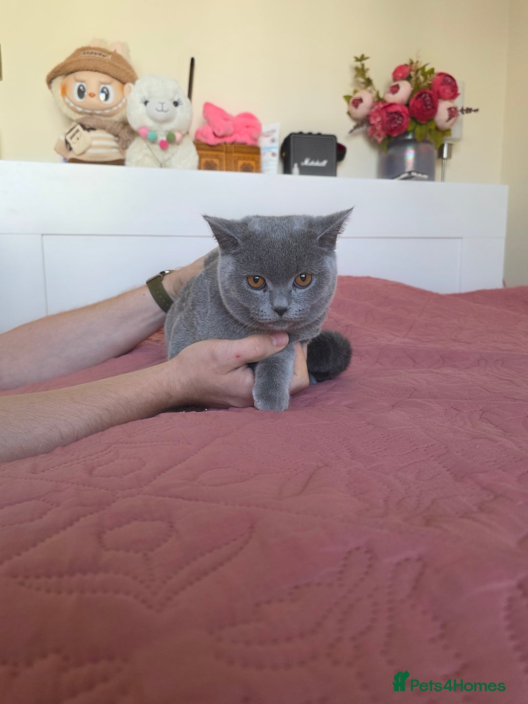 Scottish Fold cats for sale: Last British Shorthair kitten - Advert 30