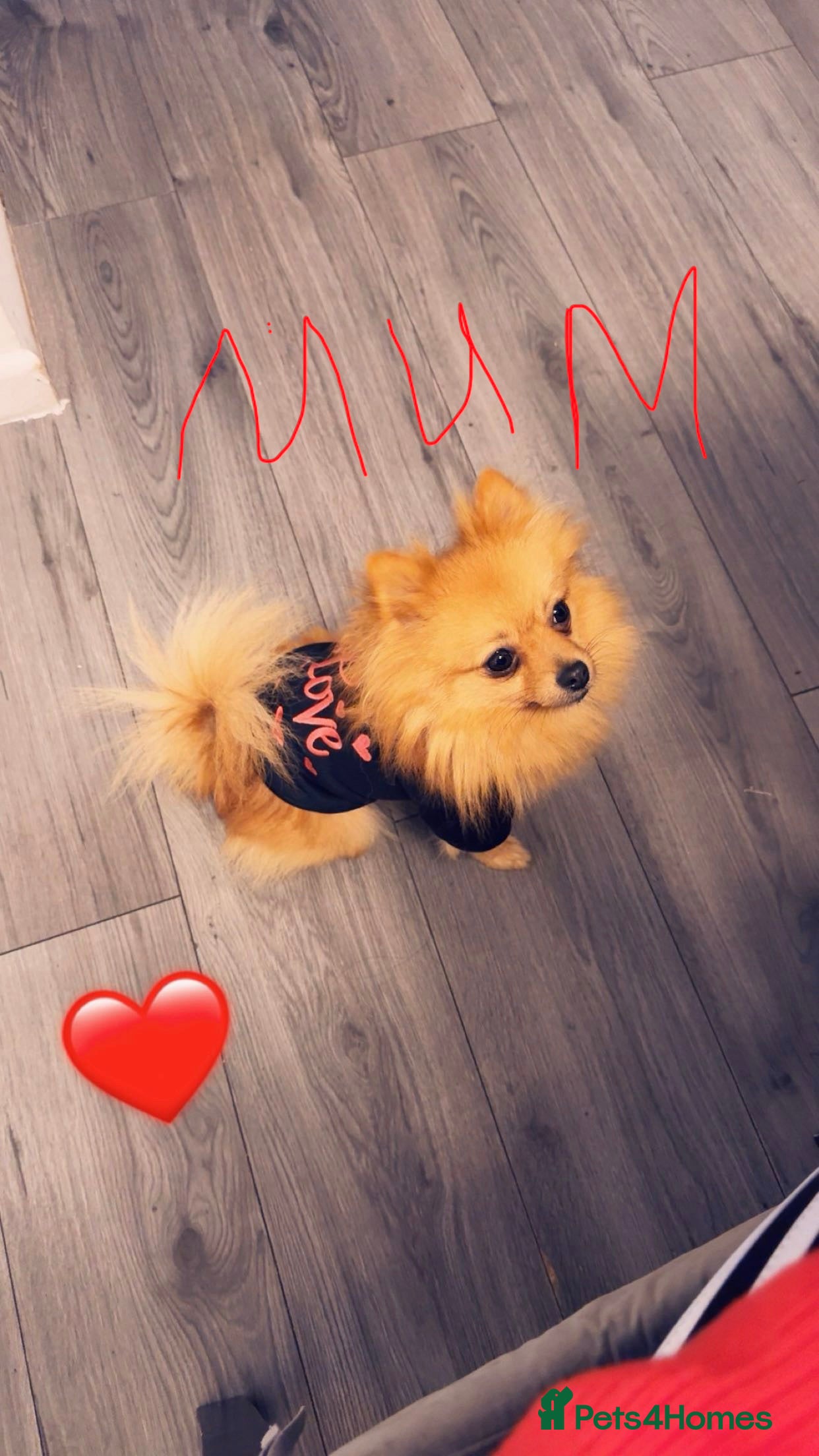 Pomeranian dogs Pomerian puppies - Advert 2