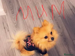 Pomeranian dogs Pomerian puppies - Advert 2