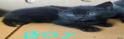 Domestic Shorthair cats for sale: 5 kittens(i can give for free aswell) in London - Advert 5