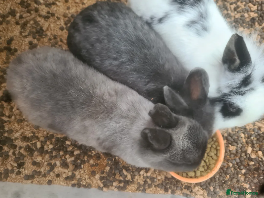 Mini Lop rabbits for sale: Rabbits - Advert 1