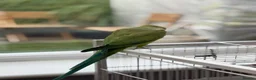 Ringnecks birds for sale: Ringneck Friendly  for sale in Heckmondwike - Advert 7