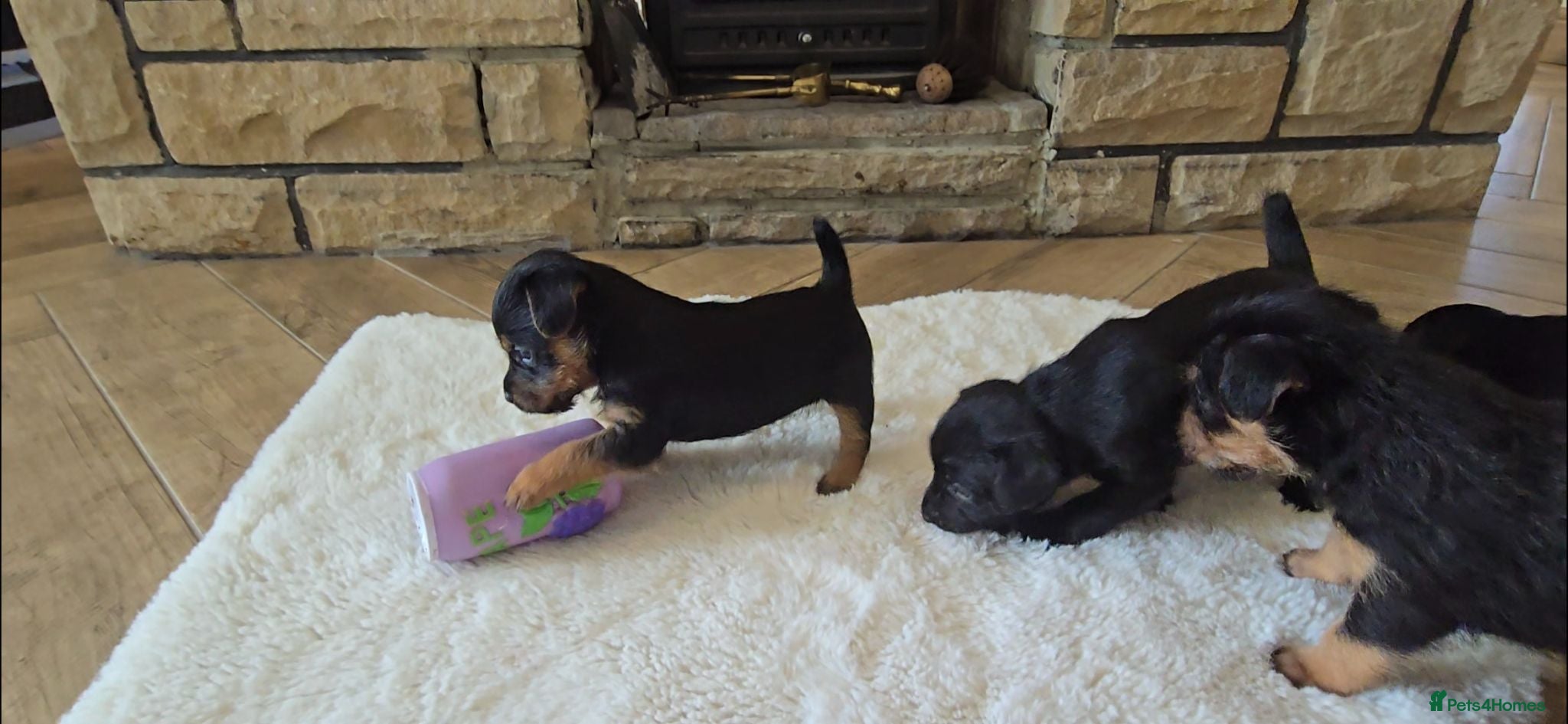 Patterdale Terrier dogs Fantastic Patterdale terrier pups D&D  - Advert 1