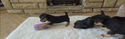 Patterdale Terrier dogs for sale: Fantastic Patterdale terrier pups D&D  - Advert 1