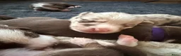 Border Collie dogs for sale: Red & white tri Merle border collie puppies puppy - Advert 32