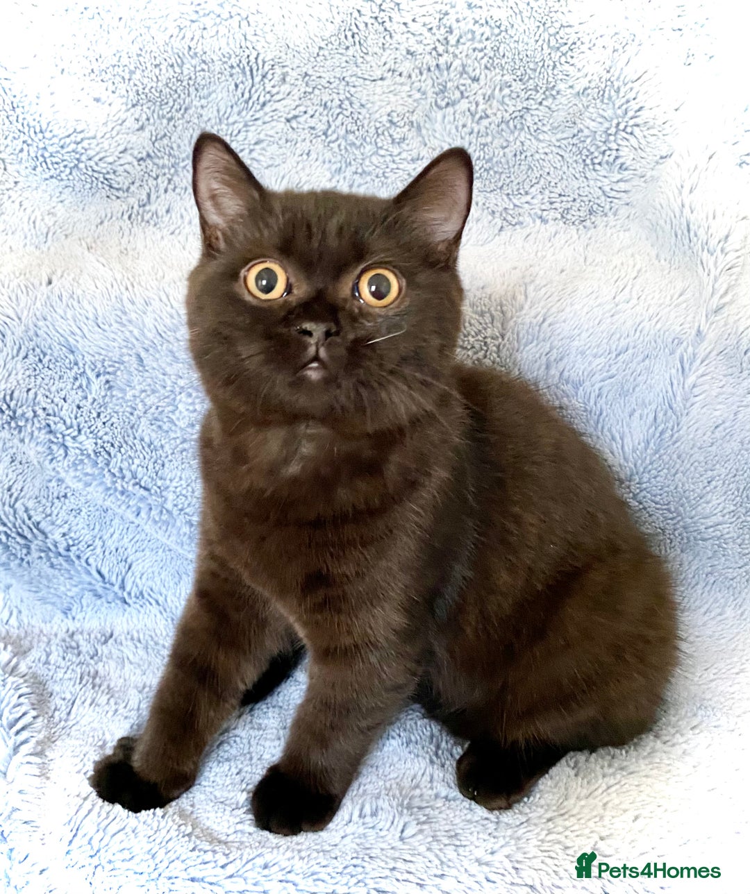 British Shorthair cats for sale: Chunky Champion line kittens TICA reg.  in Cannock - Image 14