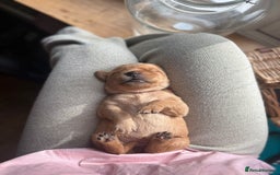 Goldador dogs for sale: Goldador puppies - Advert 14