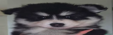 Alvin 