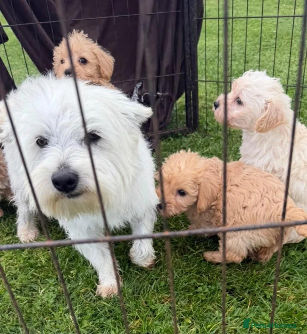 Westiepoo dogs for sale: Toy WESTIE-POO Puppies (West Highland x Toy Poodle - Advert 15