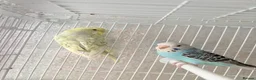 Budgerigars birds for sale: Baby budgies  - Advert 4