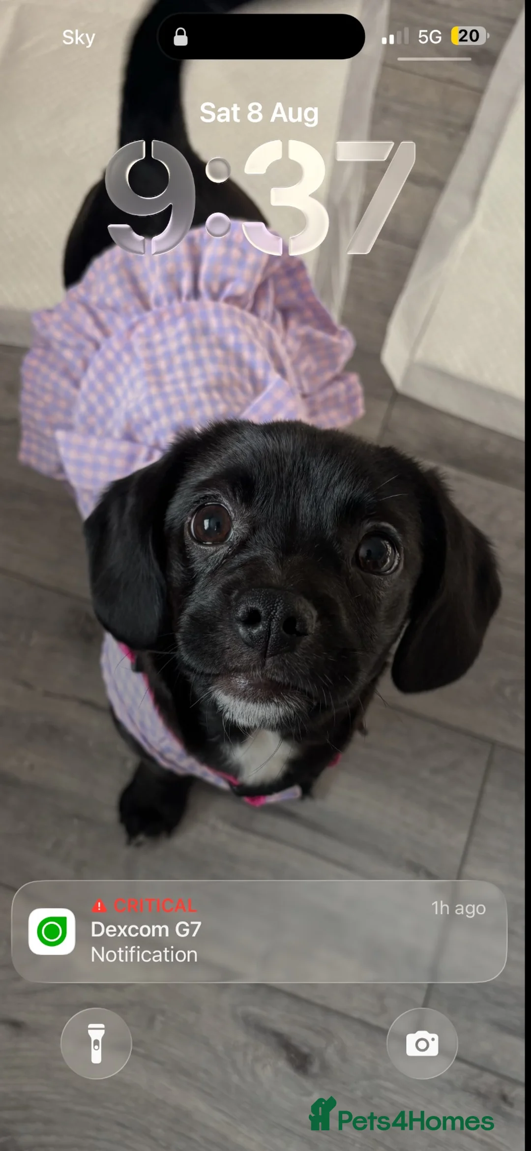 Mixed Breed dogs for sale: Dacshaund x Japanese Jin  in Doncaster - Advert 2