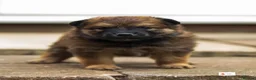 Mixed Breed dogs for sale: Italian Volpino puppies 🦊 - Advert 1