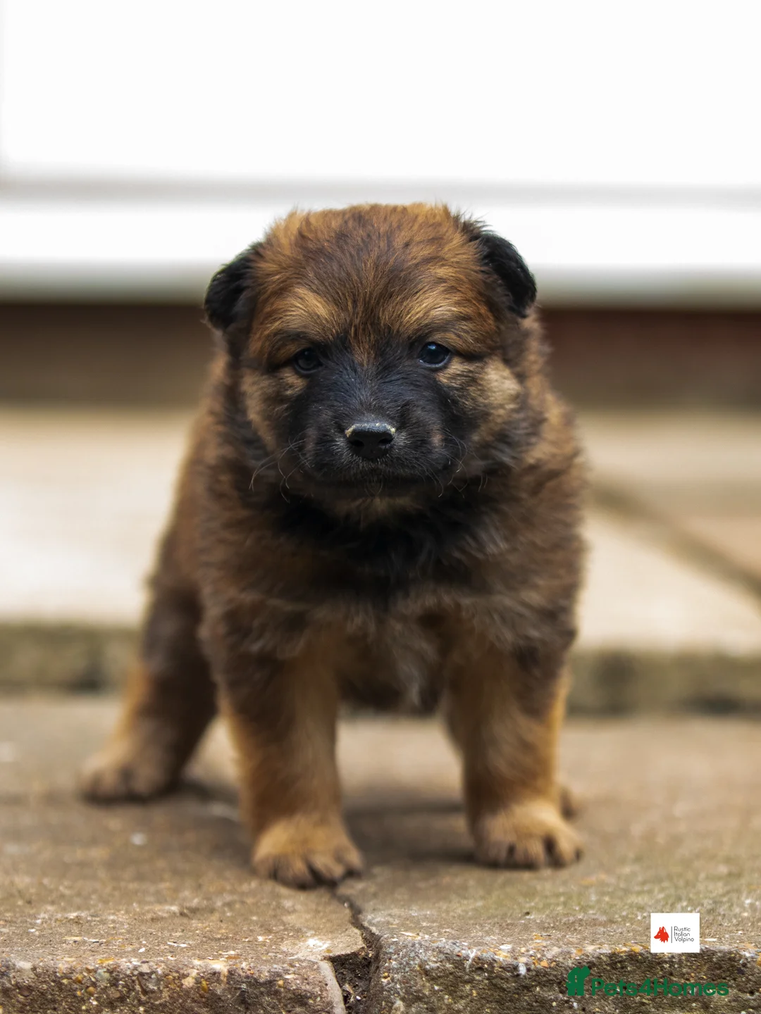 Mixed Breed dogs for sale: Italian Volpino puppies 🦊 - Advert 1