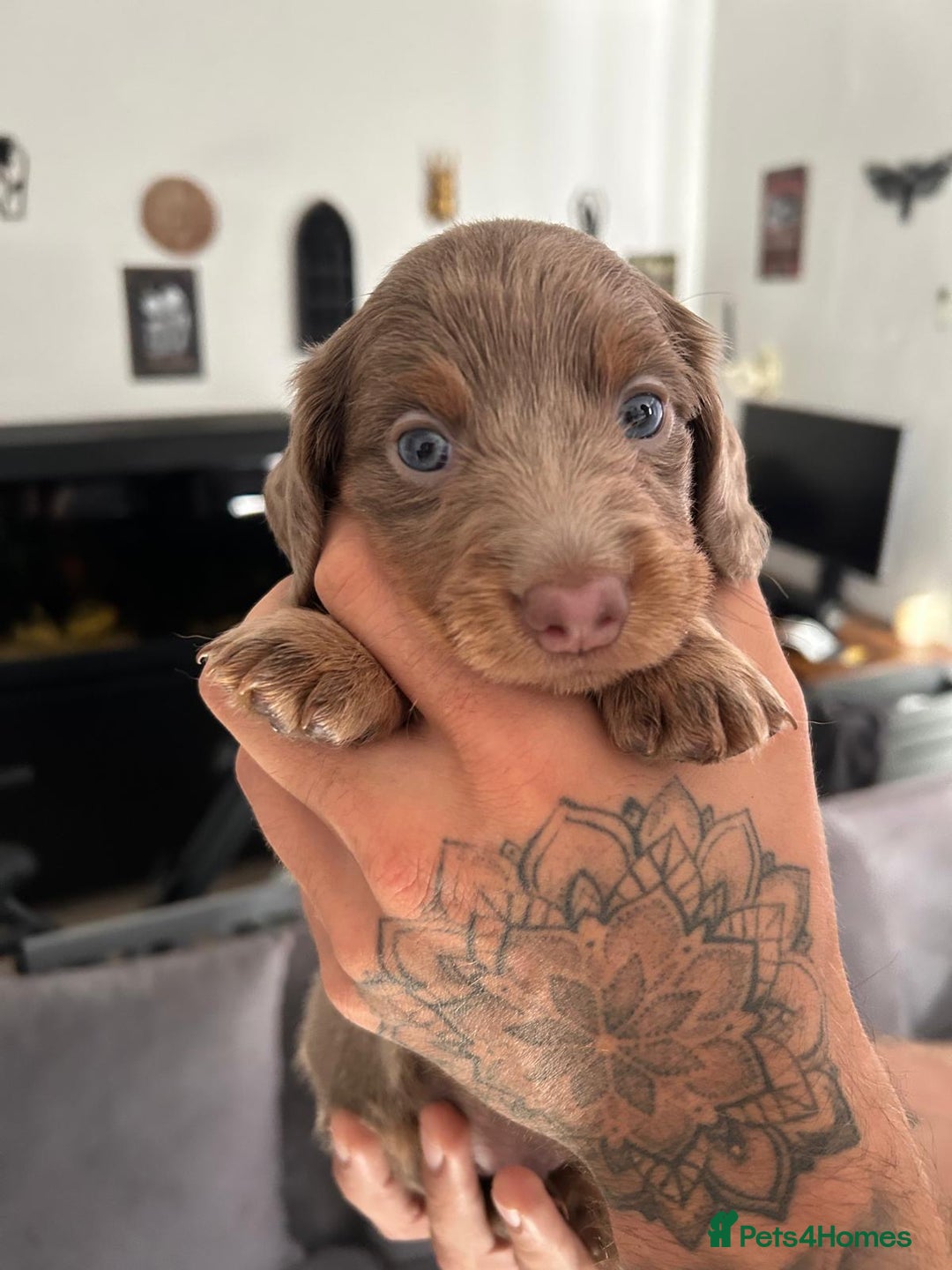 Miniature Dachshund dogs for sale: Beautiful champion miniature dachshunds - Image 12